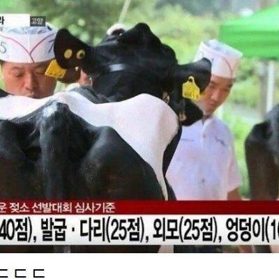 유방 40점, 다리 25점, 외모 25점, 엉덩이 10점.jpg