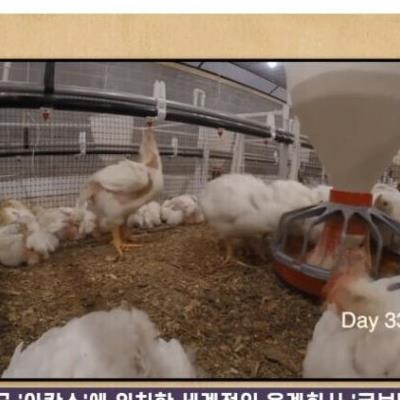 순살치킨의 브라질닭에 대한 오해.jpg