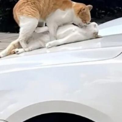 야외에서 ㅅㅅ하는 커플