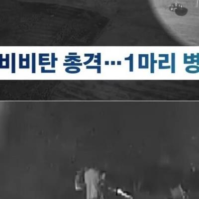 비비총으로 개 쏴죽인 현역 군인들.jpg