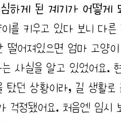 문학야구장 난입했던 아기 고양이 최신 근황