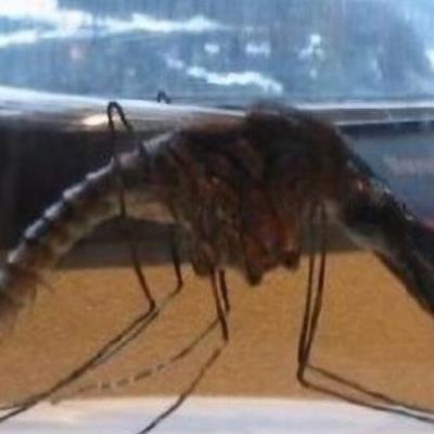 페름기때 살았던 모기크기