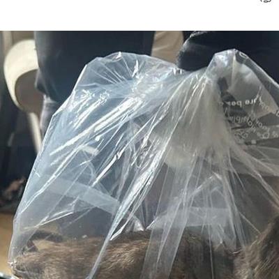 영국에서 56cm 괴물 쥐 잡혀...