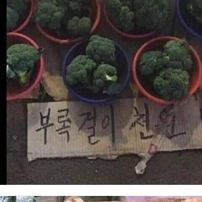 한글 표기가 쉽지않은 채소.jpg