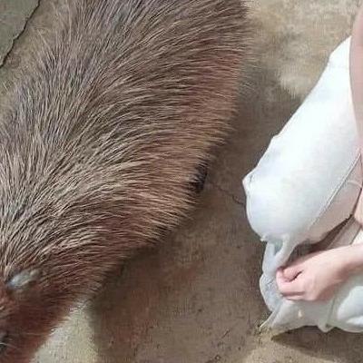 카피바라 실물 크기 체감